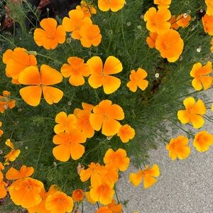 Meet your Posher, Josephine